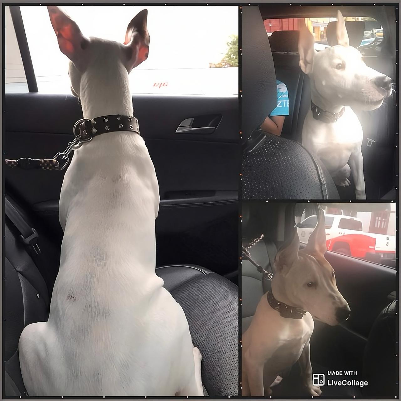 CAP - Cruza de American Pitbull Terrier