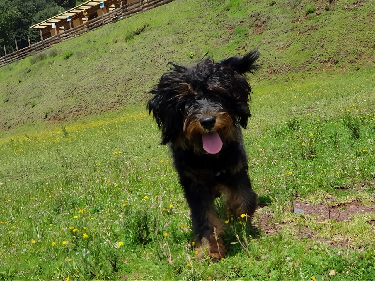 JASPER - Bernedoodle
