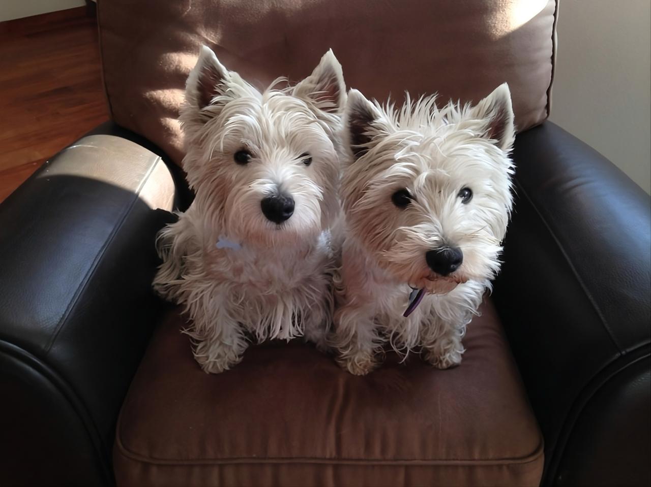 LOLA & OLIVIA - White Terrier